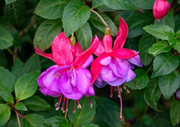 Krásné Kvetoucí Růžové Fialové Fuchsiové Květy Zahradě — Stock fotografie