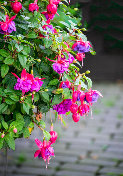 Beautiful blooming pink and purple fuchsia flowers in the garden