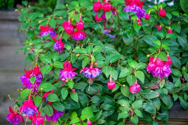 Beautiful Blooming Pink Purple Fuchsia Flowers Garden — Stock Photo, Image