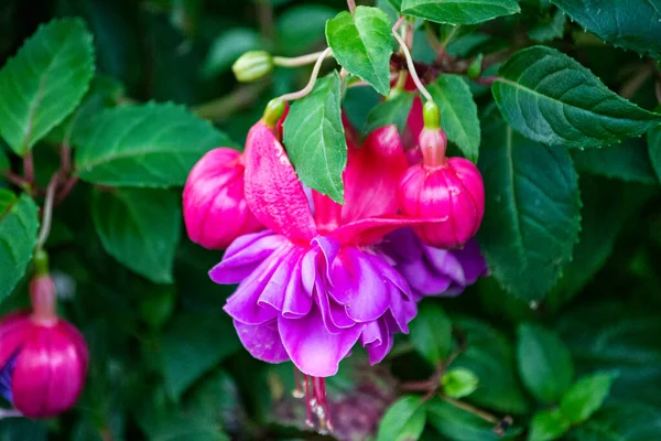 Hermosas Flores Color Rosa Púrpura Fucsia Jardín — Foto de Stock