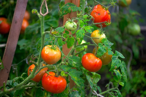 온실에 있는 가지들 위에 붉은 토마토를 얹는다. — 스톡 사진