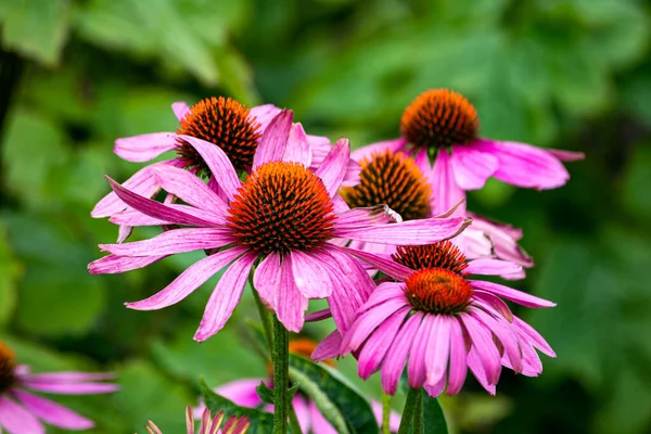 Lila évelő kúpos Echinacea virágok a kertben. Stock Fotó