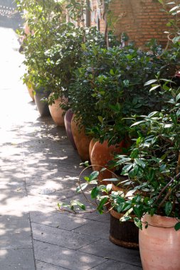 Kil çömlek ve bitkilerden yapılmış açık hava dekoru