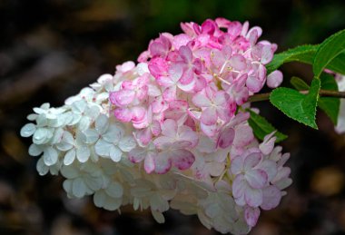 Güzel beyaz ve pembe ortanca çiçekleri