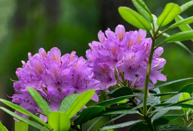 Ormanda parlak pembe çiçekli Rhododendron çalıları