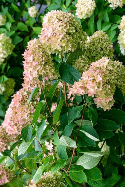 Güzel beyaz ve pembe ortanca çiçekleri