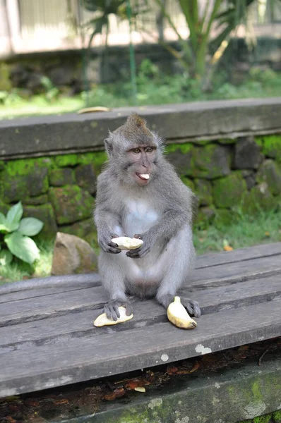 Familia Del Mono Zoológico — Foto de Stock