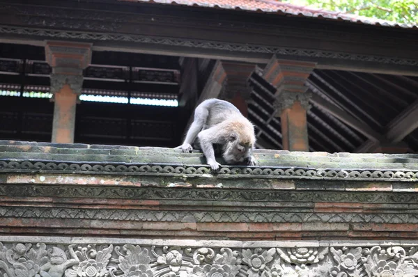 Maymunun ailesi hayvanat bahçesinde