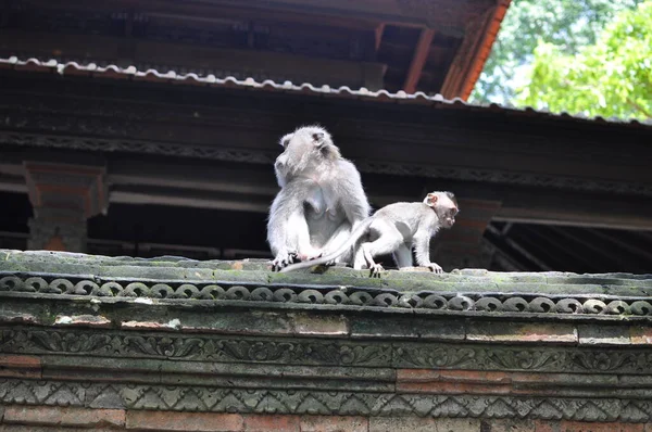 Keluarga Monyet Kebun Binatang — Stok Foto