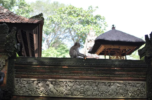 Maymunun ailesi hayvanat bahçesinde