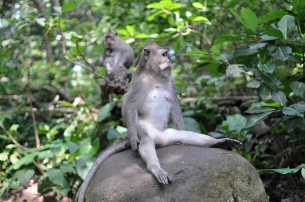 Ein Affe Sitzt Auf Einem Steinernen Kopf — Stockfoto