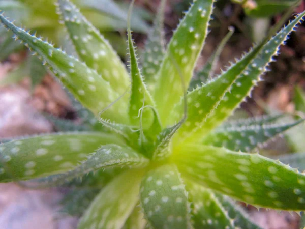 Sluiten Van Een Plant — Stockfoto