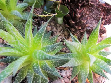 Bir fabrikanın yakınında.