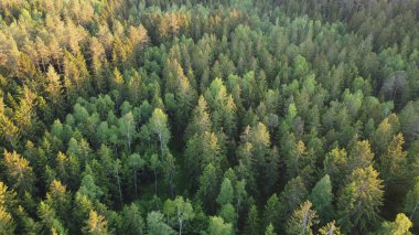 Ağaçların arasındaki yol