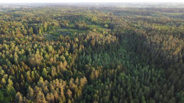 Ağaçların arasındaki yol