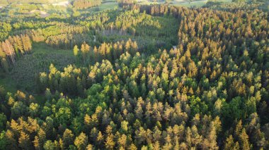 Ağaçların arasındaki yol