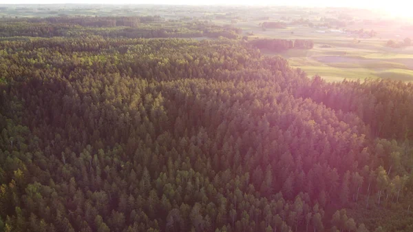 Väg Mellan Träden — Stockfoto