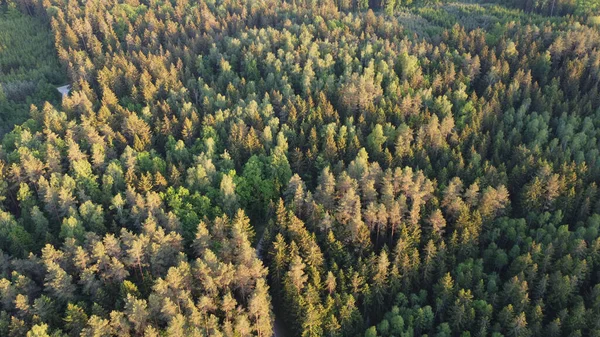 Väg Mellan Träden — Stockfoto