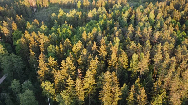 Väg Mellan Träden — Stockfoto