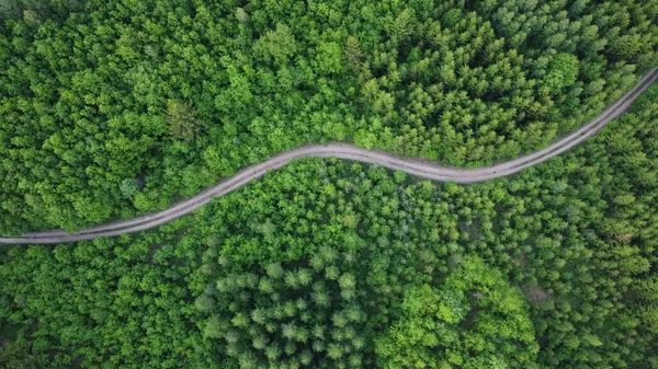 Ağaçların arasındaki yol