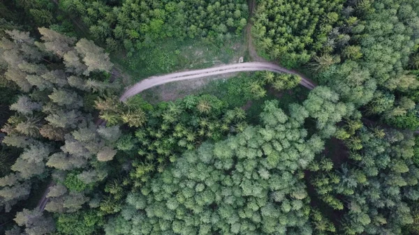 Route Entre Les Arbres — Photo