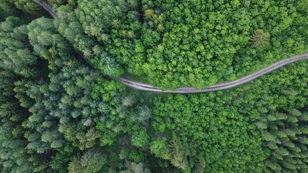 Ağaçların arasındaki yol