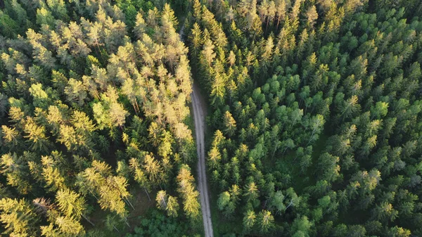 Ağaçların arasındaki yol