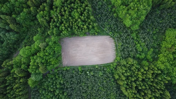 Road Trees — Stock Photo, Image