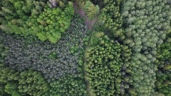 Ağaçların arasındaki yol