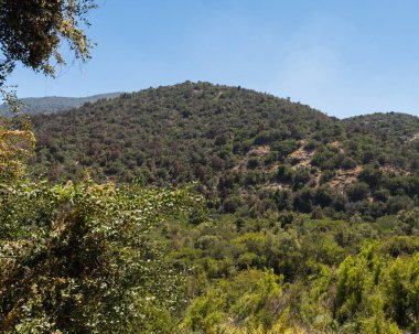 Güneşli bir günde Rio Clarillo Ulusal Parkı 'nın yerel bitkilerinin genel görünümü.