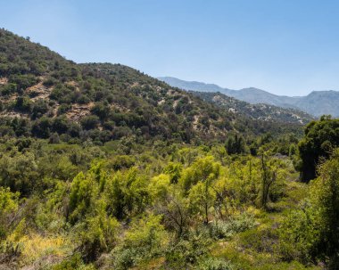 Güneşli bir günde Rio Clarillo Ulusal Parkı 'nın yerel bitkilerinin genel görünümü.