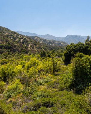 Güneşli bir günde Rio Clarillo Ulusal Parkı 'nın yerel bitkilerinin genel görünümü.