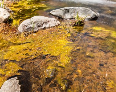 Güneşli bir günde Rio Clarillo Ulusal Parkı 'nın nehir ve bitkileri