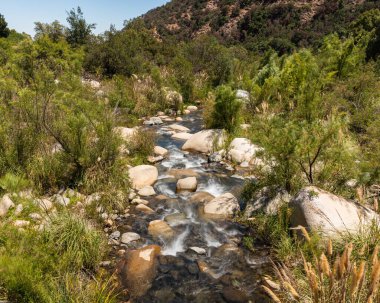 Güneşli bir günde Rio Clarillo Ulusal Parkı 'nın nehir ve bitkileri
