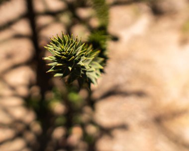 Güneşli bir günde Rio Clarillo Ulusal Parkı 'nda Şili Araucaria' nın odak dışı şubesi.