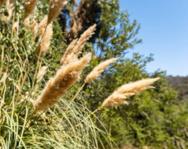 Güneşli bir günde, Santiago de Chile 'deki Rio Clarillo Ulusal Parkı' nda yeşil bir geçmişi olan bir Graminea bitkisi..