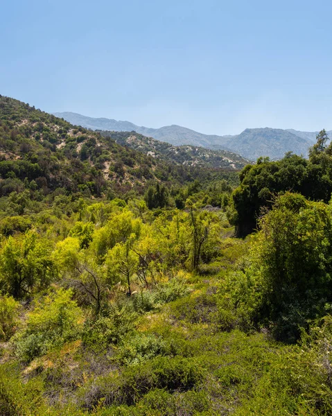 Güneşli bir günde Rio Clarillo Ulusal Parkı 'nın yerel bitkilerinin genel görünümü.