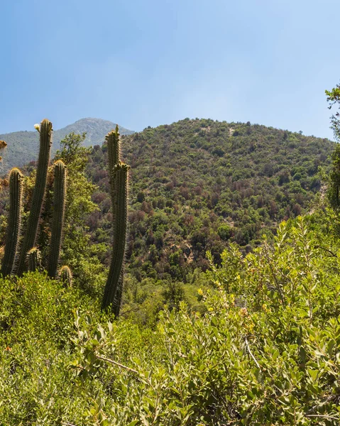 Güneşli bir günde Rio Clarillo Ulusal Parkı 'nın yerel bitkilerinin genel görünümü.
