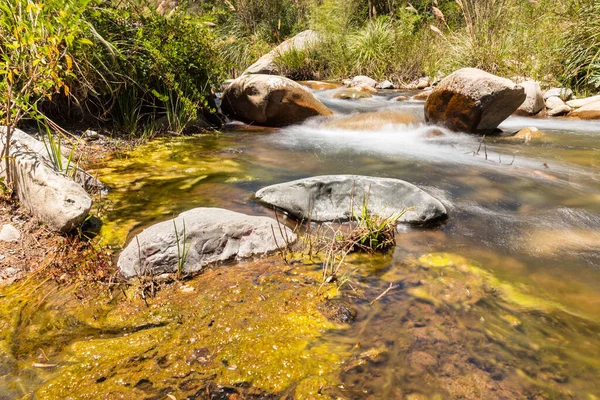 Río Plantas Del Parque Nacional Rio Clarillo Día Soleado — Foto de Stock