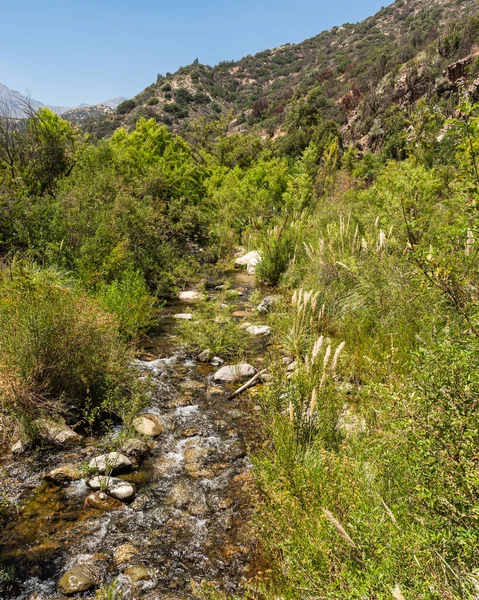 Güneşli bir günde Rio Clarillo Ulusal Parkı 'nın nehir ve bitkileri