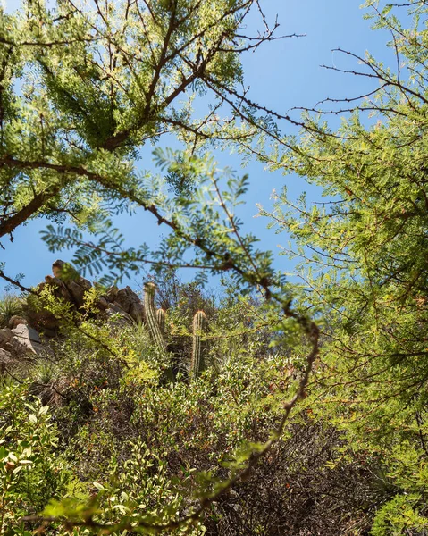 Blick Auf Die Endemischen Pflanzen Des Rio Clarillo Nationalparks Einem — Stockfoto