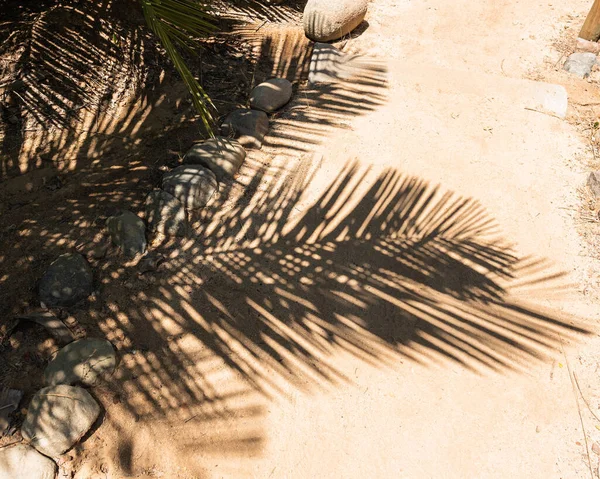 Güneşli bir günde Santiago de Chile 'deki Rio Clarillo Ulusal Parkı' nda Şili palmiye yaprağı gölgesi.