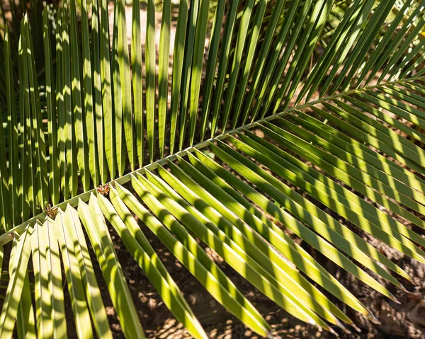 Chilenische Palme Rio Clarillo Nationalpark Santa Cruz Chile Einem Sonnigen — Stockfoto