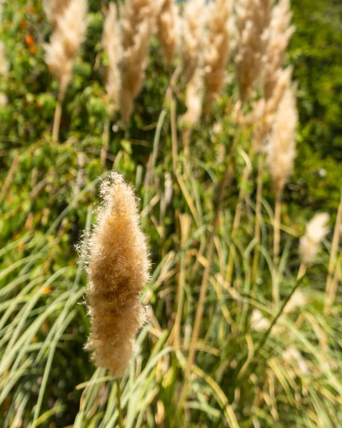 Graminea Plant Rio Clarillo National Park Santiago Chile Green Background — Stock Photo, Image