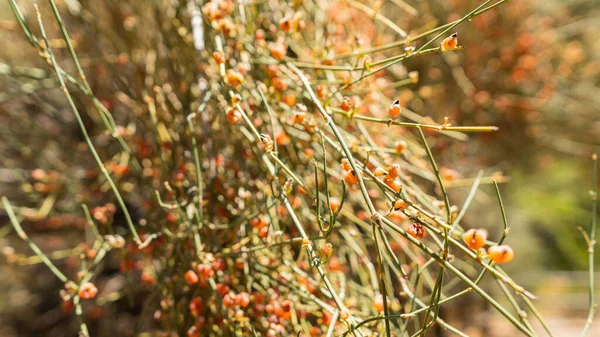 Güneşli bir günde Rio Clarillo Ulusal Parkı 'nda portakal ağacı ve meyve.