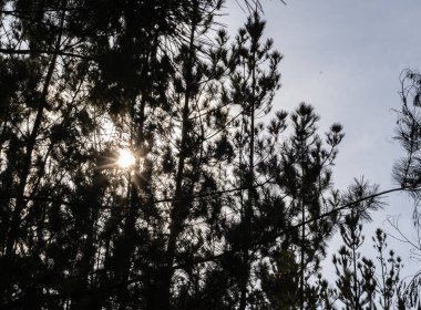 Ağaçların yaprakları arasından güneş ışınları