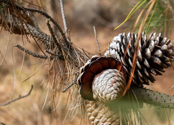 Ormanda açık bir çam ağacının (Pinus pinea) yakın görüntüsü