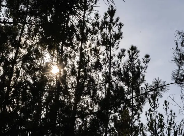 Ağaçların yaprakları arasından güneş ışınları