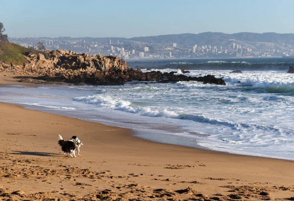Vista Panorâmica Dois Cães Brincando Praia Com Cidade Portuária Horizonte — Fotografia de Stock