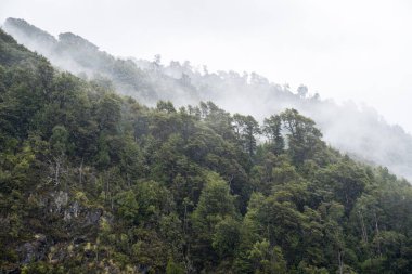 Peulla yolunda yoğun sis olan yağmur ormanlarının panoramik manzarası.